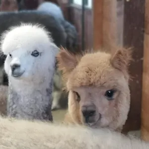 Canossalpaca Canossa